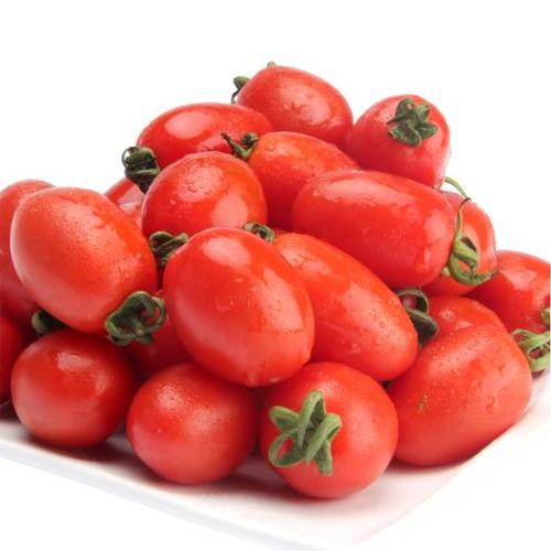 福建圣女果小番茄 新鲜小西红柿现摘 自然熟新鲜蔬菜 5斤